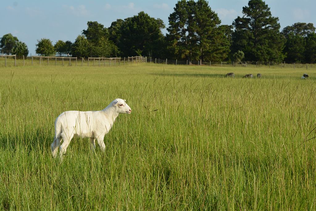 36311769_1843608265943354_7814576137601810432_o